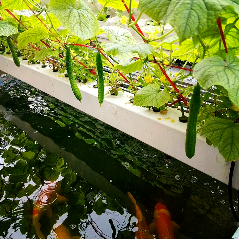 永州市空中草莓鱼菜共生 - 哪里好