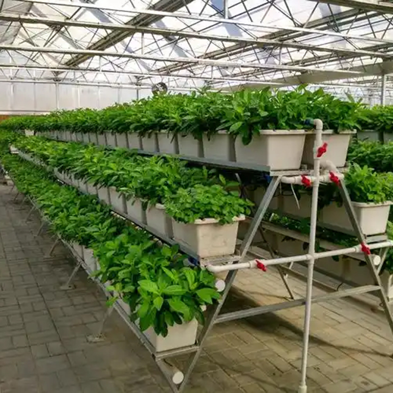 永州市植物工厂空中草莓 - 哪里好